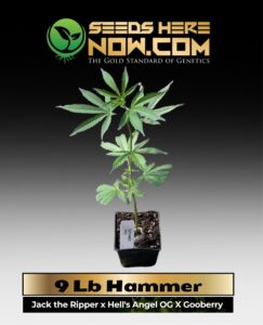 9 Lb Hammer Clones (space) ACC cannabis seeds – Seeds Here Now