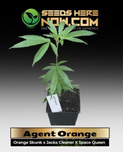 Agent Orange Clones (space) ACC cannabis seeds – Seeds Here Now