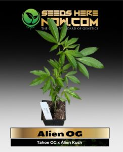 Alien OG Clones (space) ACC cannabis seeds – Seeds Here Now