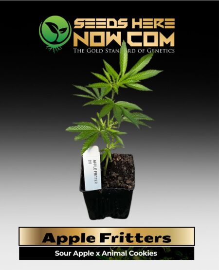 Apple Fritters Clones (space) ACC