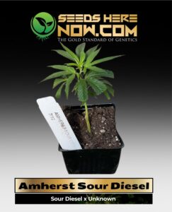 Amherst Sour Diesel Clones(space) ACC cannabis seeds – Seeds Here Now
