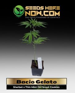 Bacio Gelato Clones (space) ACC cannabis seeds – Seeds Here Now