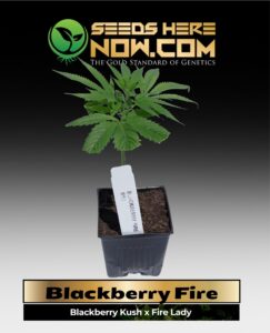 Blackberry Fire Clones (space) ACC cannabis seeds – Seeds Here Now