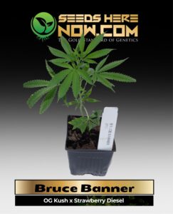 Bruce Banner Clones (space) ACC cannabis seeds – Seeds Here Now