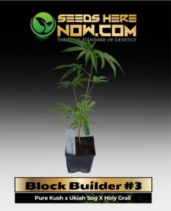 Block Builder #3 Clones (space) ACC cannabis seeds – Seeds Here Now