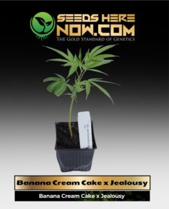 Banana Cream Cake x Jealousy Clones(space) ACC cannabis seeds – Seeds Here Now