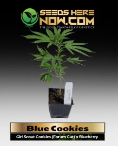 Blue Cookies Clones (space) ACC cannabis seeds – Seeds Here Now