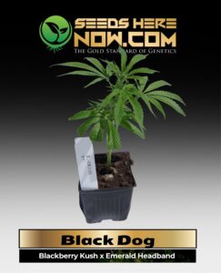 Black Dog Clones (space) ACC cannabis seeds – Seeds Here Now