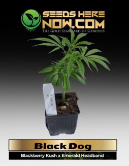 Black Dog Clones (space) ACC