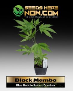 Black Mamba Clones (space) ACC cannabis seeds – Seeds Here Now