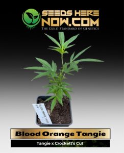 Blood Orange Tangie Clones (space) ACC cannabis seeds – Seeds Here Now
