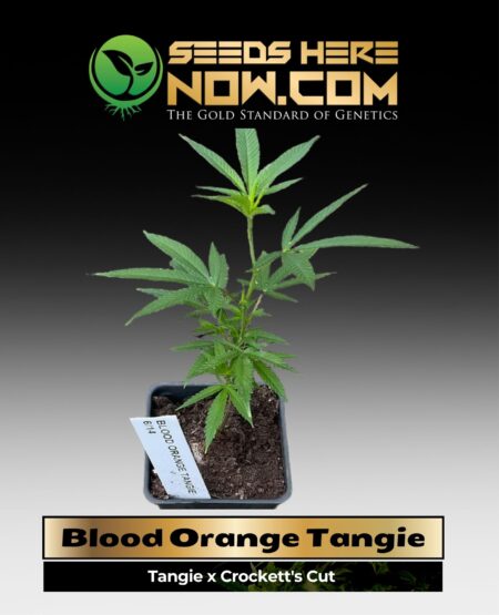 Blood Orange Tangie Clones (space) ACC