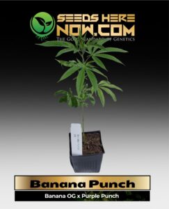 Banana Punch Clones (space) ACC cannabis seeds – Seeds Here Now