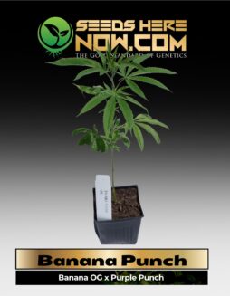 Banana Punch Clones (space) ACC