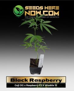 Black Raspberry Clones (space) ACC cannabis seeds – Seeds Here Now