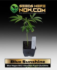 Blue Sunshine Clones (space) ACC cannabis seeds – Seeds Here Now