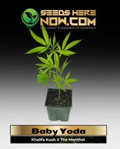 Baby Yoda Clones(space) ACC cannabis seeds – Seeds Here Now