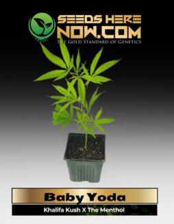 Baby Yoda Clones(space) ACC