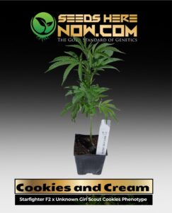 Cookies and Cream Clones (space) ACC cannabis seeds – Seeds Here Now