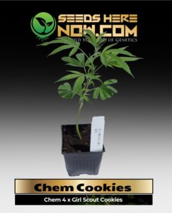 Chem Cookies Clones (space) ACC cannabis seeds – Seeds Here Now
