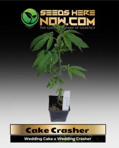 Cake Crasher Clones (space) ACC cannabis seeds – Seeds Here Now