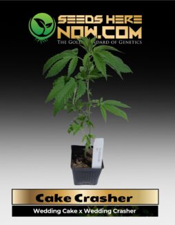 Cake Crasher Clones (space) ACC