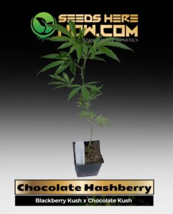 Chocolate Hash Clone (space) ACC cannabis seeds – Seeds Here Now