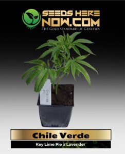 Chile Verde Clones(space) ACC cannabis seeds – Seeds Here Now