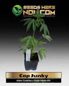 Cap Junky Clones (space) ACC cannabis seeds – Seeds Here Now