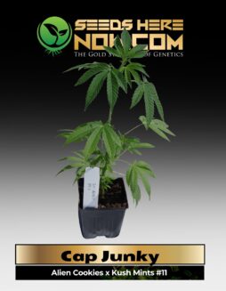 Cap Junky Clones (space) ACC