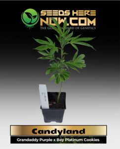 Candyland Clones (space) ACC cannabis seeds – Seeds Here Now