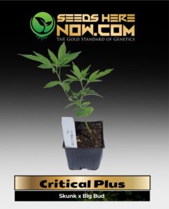 Critical Plus Clones (space) ACC cannabis seeds – Seeds Here Now