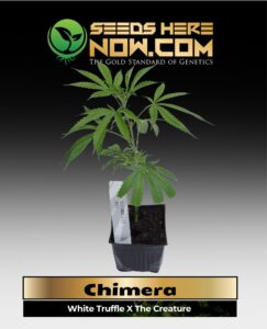 Chimera Clones (space) ACC cannabis seeds – Seeds Here Now