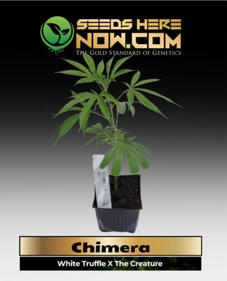 Chimera Clones (space) ACC