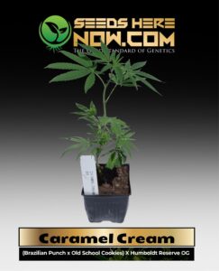 Caramel Cream Clones (space) ACC cannabis seeds – Seeds Here Now