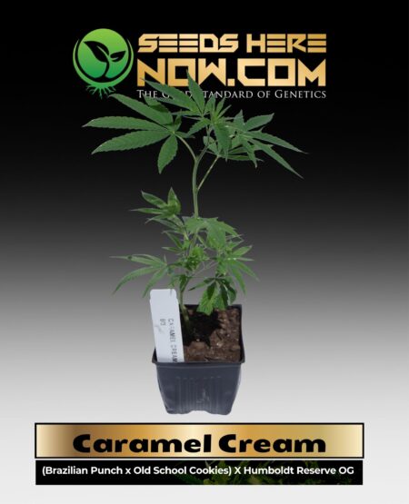 Caramel Cream Clones (space) ACC