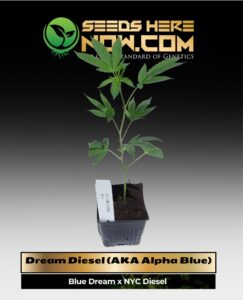 Dream Diesel (AKA Alpha Blue) Clones (space) ACC cannabis seeds – Seeds Here Now