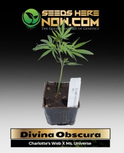 Divina Obscura (CBD) Clones(space) ACC cannabis seeds – Seeds Here Now