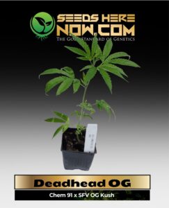 Deadhead OG Clones(space) ACC cannabis seeds – Seeds Here Now