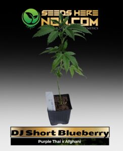 DJ Short Blueberry Clones (space) ACC cannabis seeds – Seeds Here Now