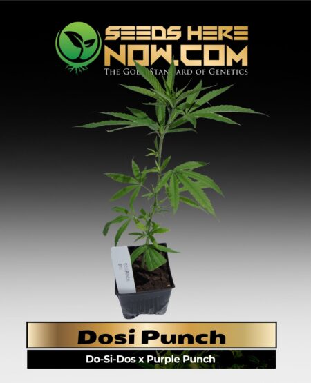 Dosi Punch Clones (space) ACC