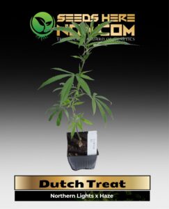Dutch Treat Clones (space) ACC cannabis seeds – Seeds Here Now