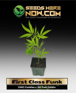 First Class Funk Clones (space) ACC cannabis seeds – Seeds Here Now