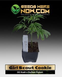 Forum Girl Scout Cookies Clones (space) ACC cannabis seeds – Seeds Here Now