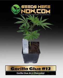 Gorilla Glue #12 Clones (space) ACC cannabis seeds – Seeds Here Now