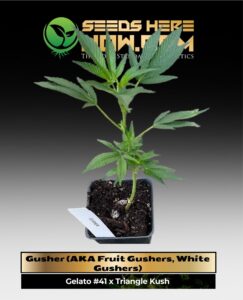 Gusher (AKA Fruit Gushers, White Gushers) Clones (space) ACC cannabis seeds – Seeds Here Now