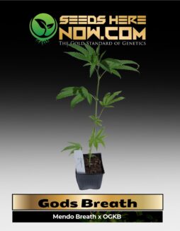 Gods Breath Clones (space) ACC