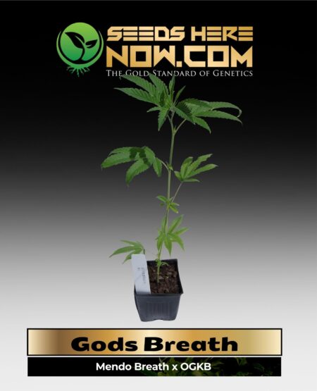 Gods Breath Clones (space) ACC