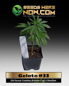 Gelato #33 Clones (space) ACC cannabis seeds – Seeds Here Now