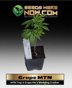Grape MTN Clones (space) ACC cannabis seeds – Seeds Here Now